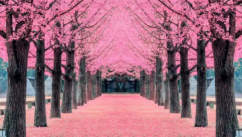 south korea tour packages