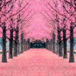 Gallery Thumbnail 1